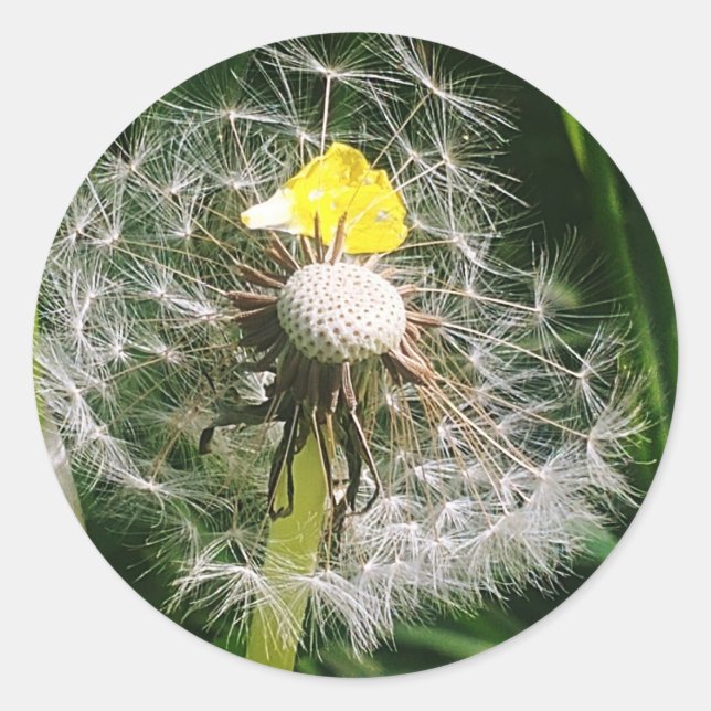 Niedlicher Löwenzahn Runder Aufkleber (Vorderseite)
