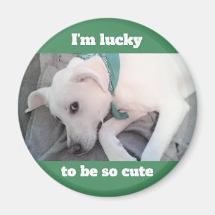 Niedlicher Lucky White Dog mit grünem Scarf Magnet