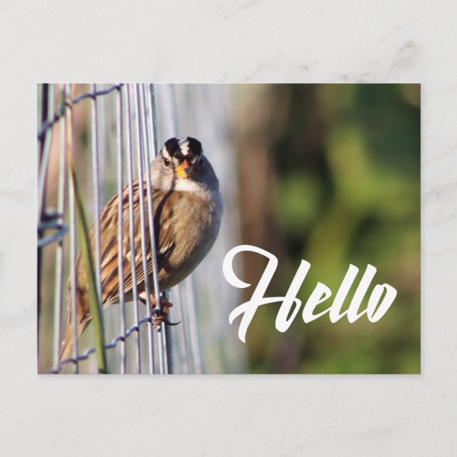 Niedlicher lustiger Vogel Hallo Foto Postkarte (Vorderseite)