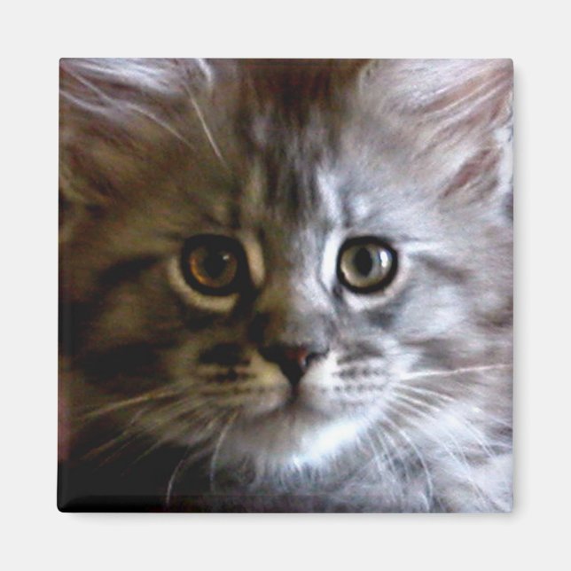 Niedlicher Maine Coon Kitten Face-Magnet Magnet (Vorne)
