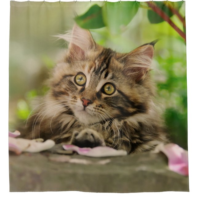 Niedlicher Maine-Waschbärkatzen-Kätzchen Duschvorhang (Vorderseite)