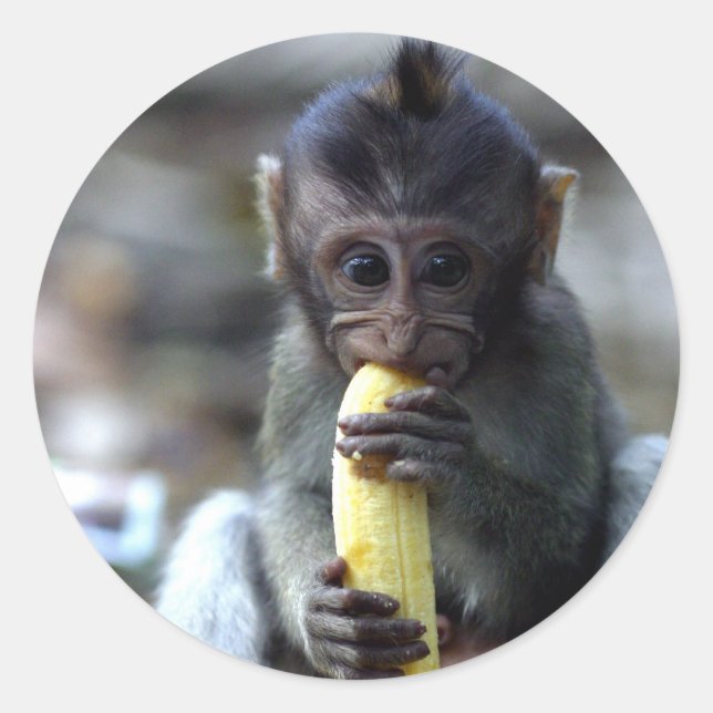Niedlicher Makahahn mit Banane Runder Aufkleber (Vorderseite)