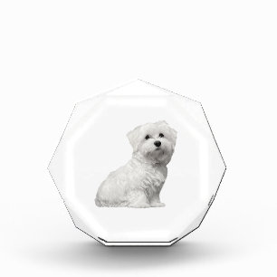 Niedlicher maltesischer Hund sitzender Welpe Fotoblock