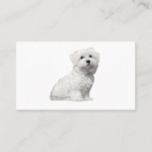 Niedlicher maltesischer Hund sitzender Welpe