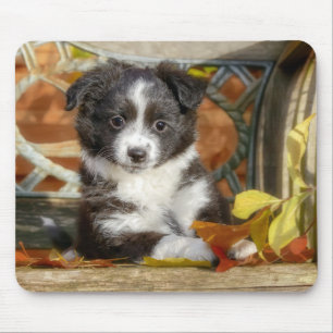 Niedlicher Mini-Aussie-Hirte-Hund-Bi-Colour-Welpe Mousepad