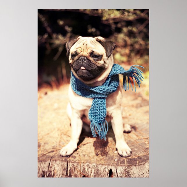 Niedlicher Mops Dog Portrait mit blauem Scarf Poster (Vorne)