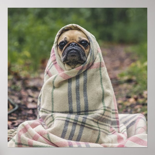 Niedlicher Mops Nah-Up-Poster Poster (Vorne)