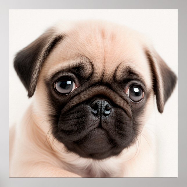Niedlicher Mops Welpe Dog Portrait Poster (Vorne)