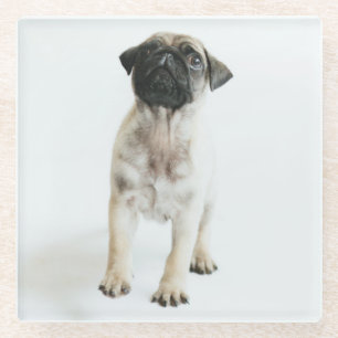 Niedlicher Mops-Welpe Glasuntersetzer