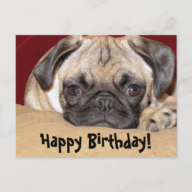 Niedlicher Mops Welppy Birthday Wish Postkarte (Vorderseite)