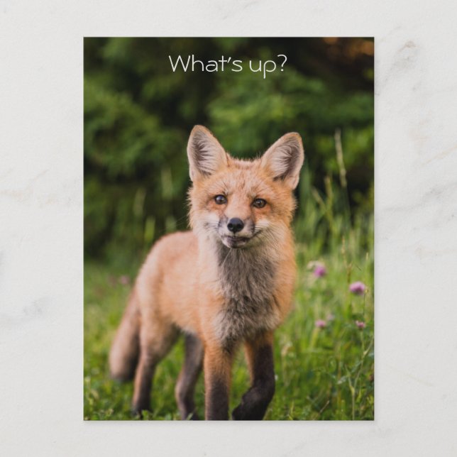 Niedlicher Neugieriger Red Fox "Was ist los?" Postkarte (Vorderseite)