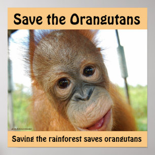 Niedlicher Orang-Utan gefährdete Art Poster