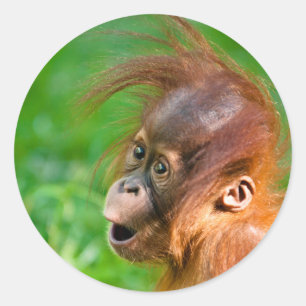Niedlicher Orang-Utan Runder Aufkleber