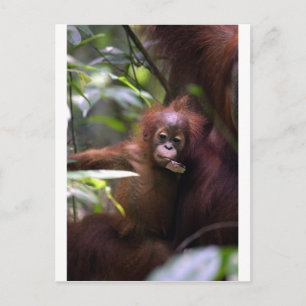 Niedlicher Orang-Utan Sumatra Postkarte