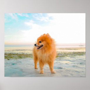 Niedlicher Orange Spitz in Sand am Strand Poster