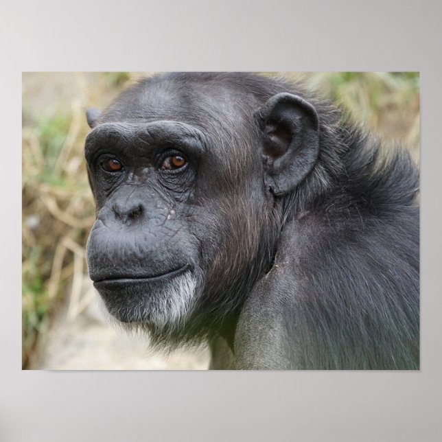 Niedlicher Orangutan-Auftritt auf dem Kamerapuster Poster (Vorne)