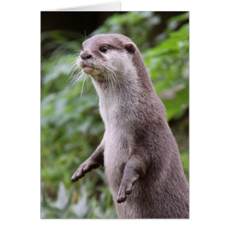 Niedlicher Otter