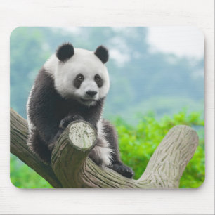 Niedlicher Panda-Bär auf einer Baumzweigung Mousepad