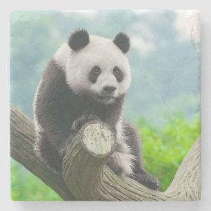 Niedlicher Panda-Bär auf einer Baumzweigung Steinuntersetzer