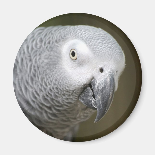niedlicher Papagei Magnet (Vorne)