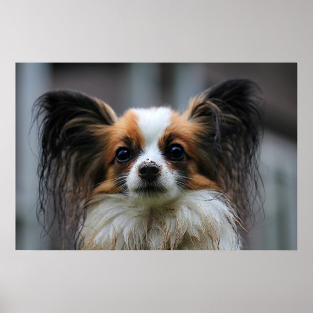 Niedlicher Papillenhund Poster (Vorne)