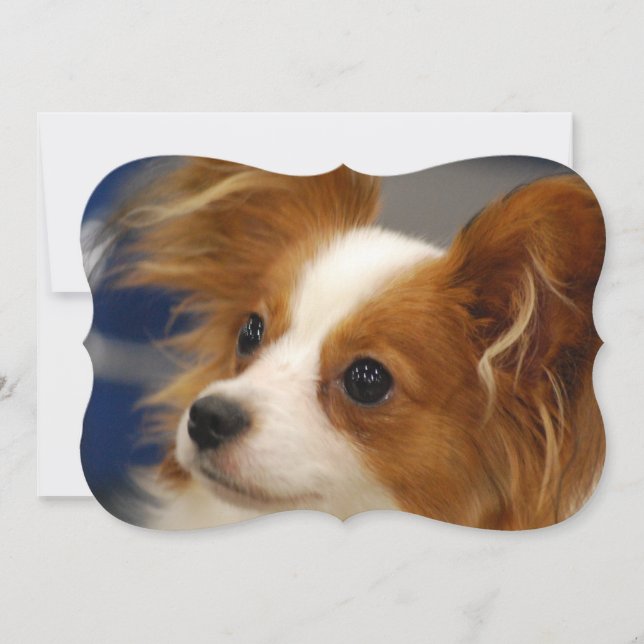 Niedlicher Papillon Hund Einladung (Vorderseite)