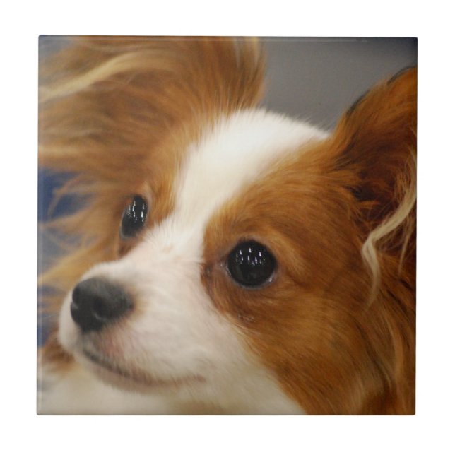 Niedlicher Papillon Hund Fliese (Vorderseite)