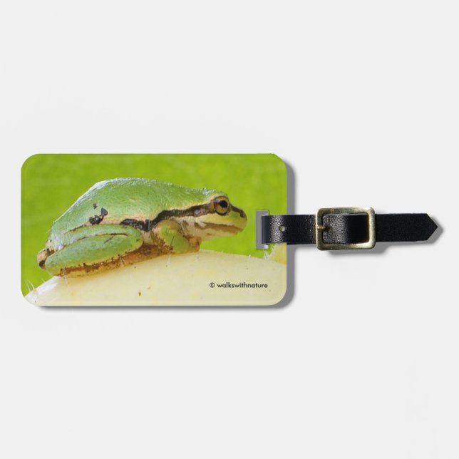 Niedlicher Pazifischer Baumfrosch auf Sommerpferd Gepäckanhänger (Vorderseite horizontal)