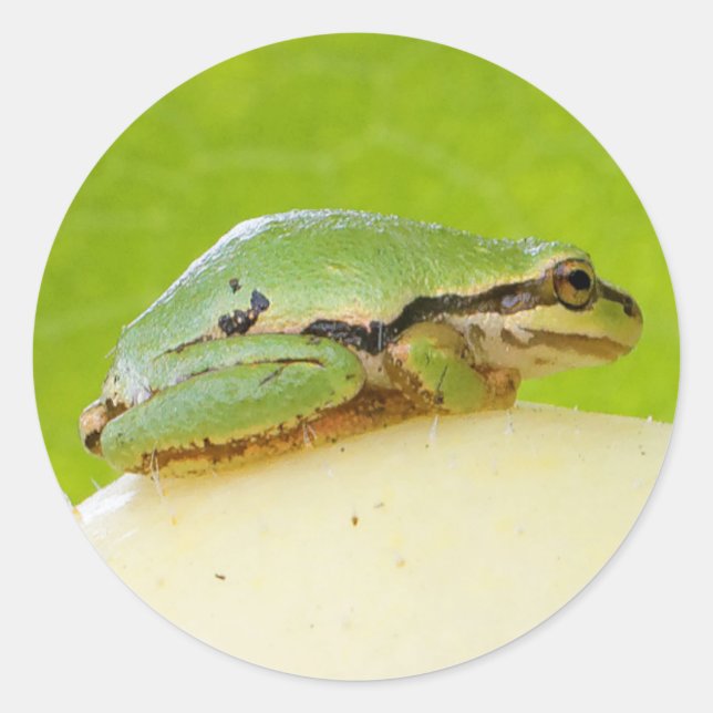 Niedlicher Pazifischer Baumfrosch auf Sommerpferd Runder Aufkleber (Vorderseite)