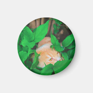 Niedlicher Peeking-Cat-Fot-Druck Magnet