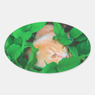 Niedlicher Peeking-Cat-Fot-Druck Ovaler Aufkleber