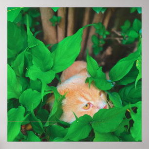 Niedlicher Peeking-Cat-Fot-Druck Poster