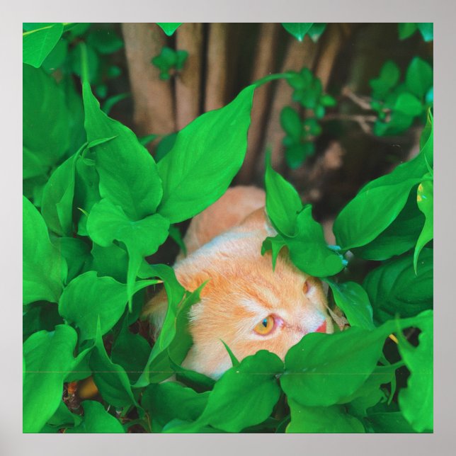 Niedlicher Peeking-Cat-Fot-Druck Poster (Vorne)