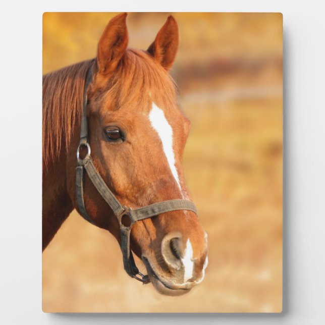 NIEDLICHER PFERD FOTOPLATTE (Vorderseite)
