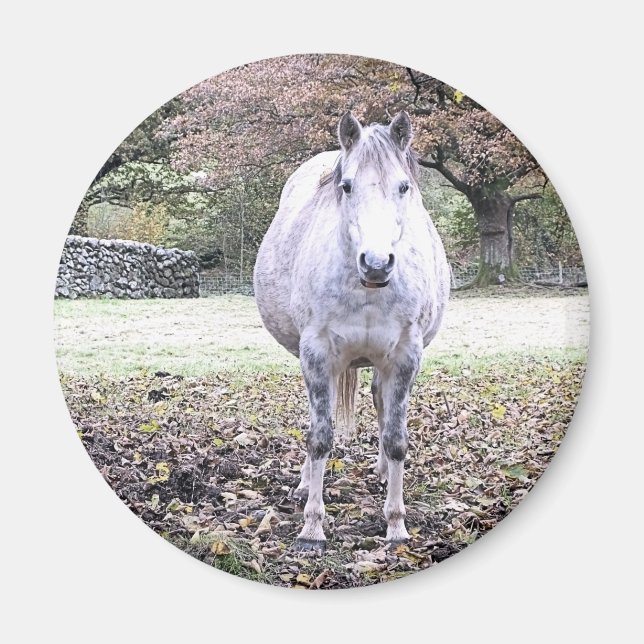 NIEDLICHER PFERD   MAGNET (Vorne)