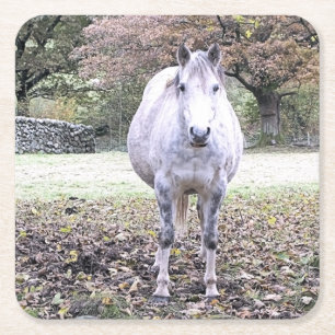 NIEDLICHER PFERD RECHTECKIGER PAPPUNTERSETZER