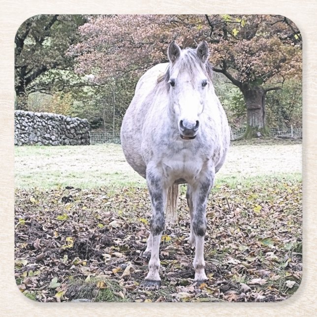NIEDLICHER PFERD RECHTECKIGER PAPPUNTERSETZER (Vorderseite)