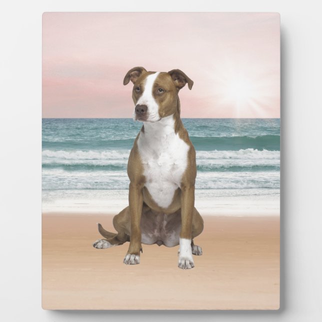 Niedlicher Pitbull Hund sitzend am Strand mit Sonn Fotoplatte (Vorderseite)