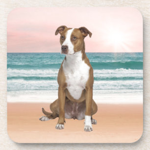 Niedlicher Pitbull Hund sitzend am Strand mit Sonn Getränkeuntersetzer