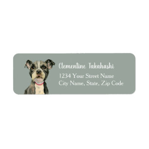 Niedlicher Pitbull Hundewelpe mustert