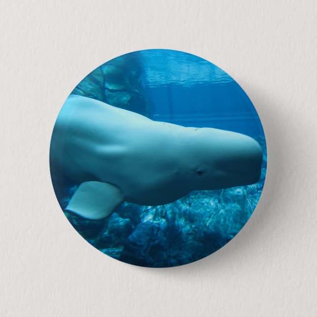 Niedlicher Playful Weißwal-Wal im Aquarium bei Button (Vorderseite)