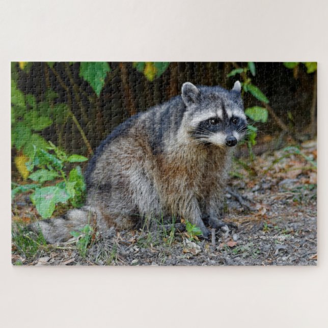 Niedlicher Posing Nordamerikanischer Raccoon (Horizontal)