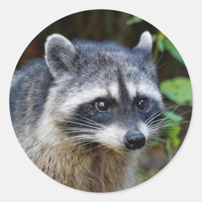 Niedlicher Posing Nordamerikanischer Raccoon Runder Aufkleber (Vorderseite)