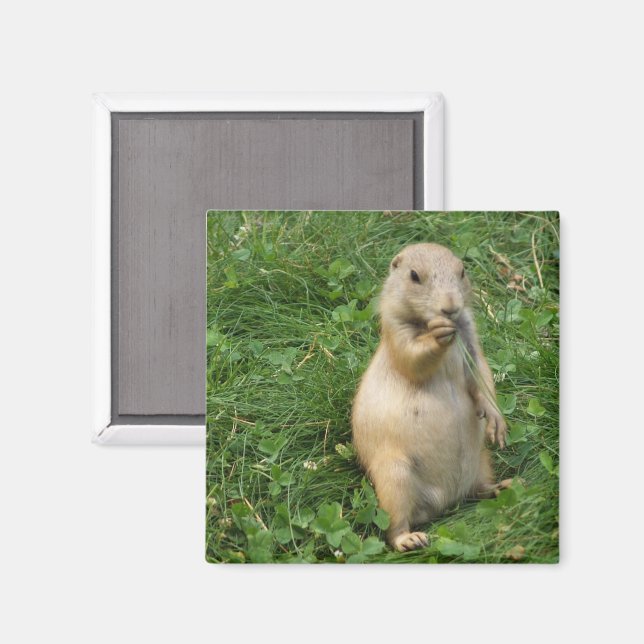 Niedlicher Prairie-Hund Stehend im Gras-Essen Magnet (Vorderseite/Rückseite)