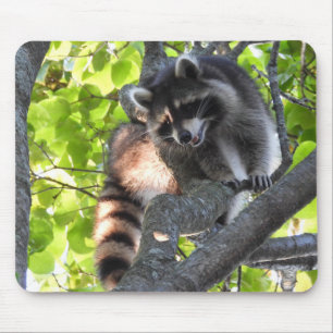 Niedlicher Raccoon in einem Baum Mousepad