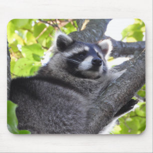 Niedlicher Raccoon in einem Baum Nah Mousepad