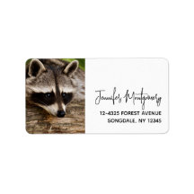 Niedlicher Raccoon-Ruhen auf einem Protokoll