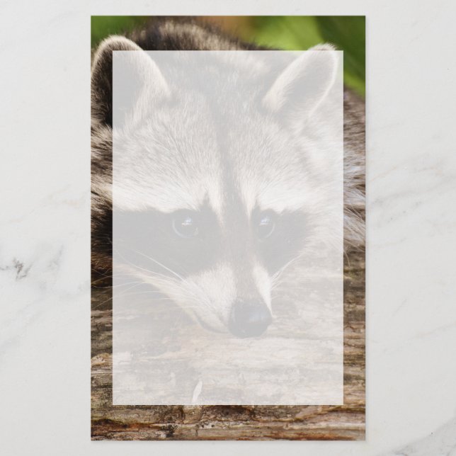 Niedlicher Raccoon-Ruhen auf einem Protokoll Briefpapier (Vorderseite)