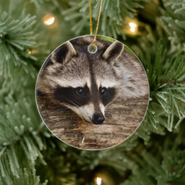 Niedlicher Raccoon-Ruhen auf einem Protokoll Keramik Ornament