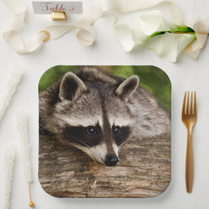 Niedlicher Raccoon-Ruhen auf einem Protokoll Pappteller